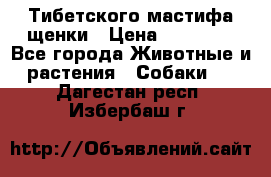  Тибетского мастифа щенки › Цена ­ 10 000 - Все города Животные и растения » Собаки   . Дагестан респ.,Избербаш г.